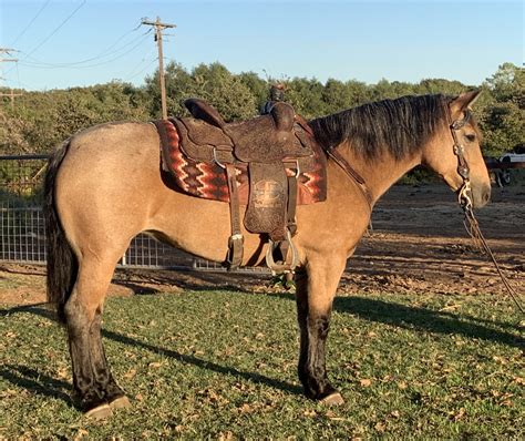 broke mustang horses for sale